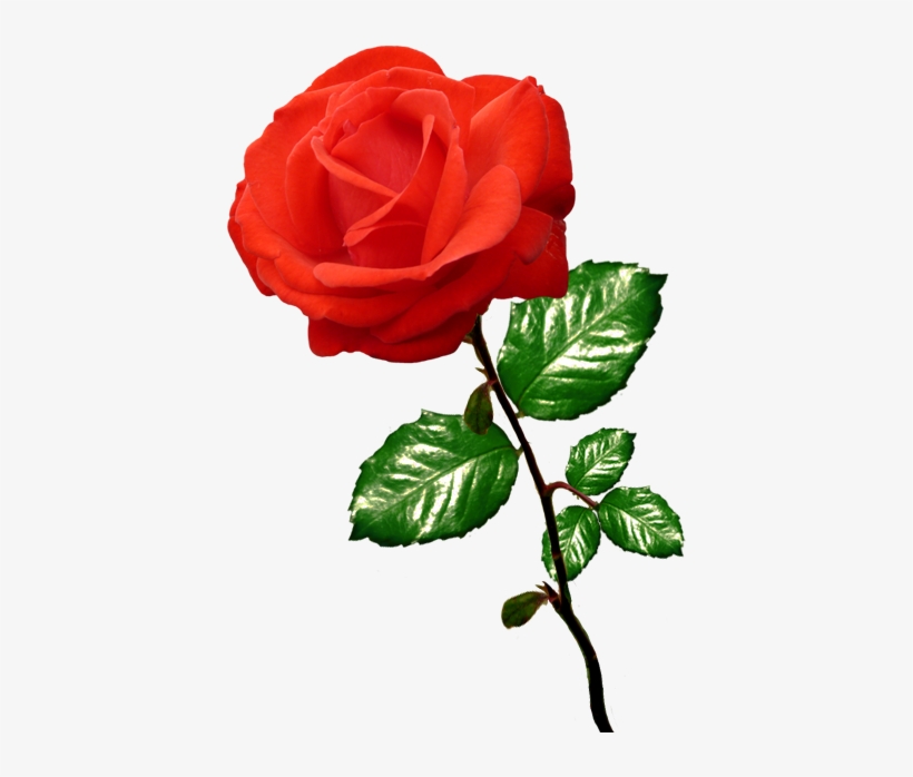 Red Rose - Clipart Of Rose, transparent png download