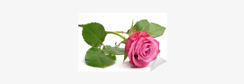 Floribunda, transparent png download