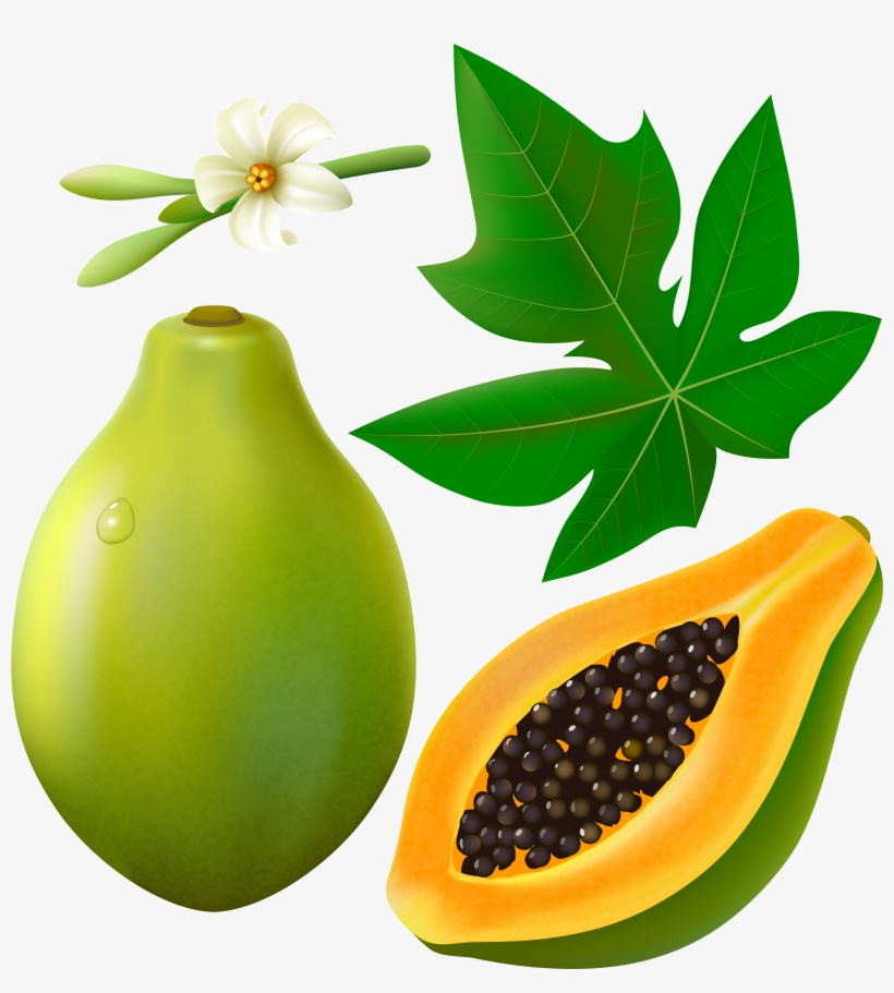 Фотки Painted Wine Glasses, Green Papaya, Cartoon Stickers, - Papaya Leaves Clip Art, transparent png download