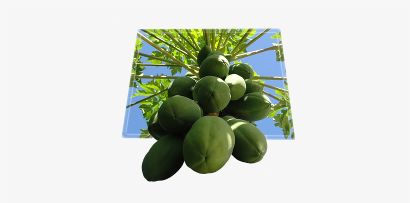 Papaya Fruit Food Tropical Fruit Fruit Bom - Papaya Fruit, transparent png download