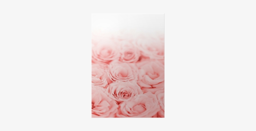 Fondos De Rosas Rosas, transparent png download
