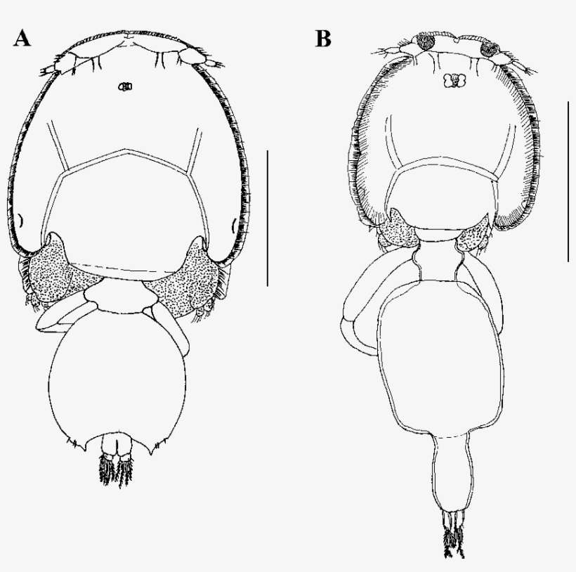 Two Other Caligid Genera From Plankton Samples, transparent png download