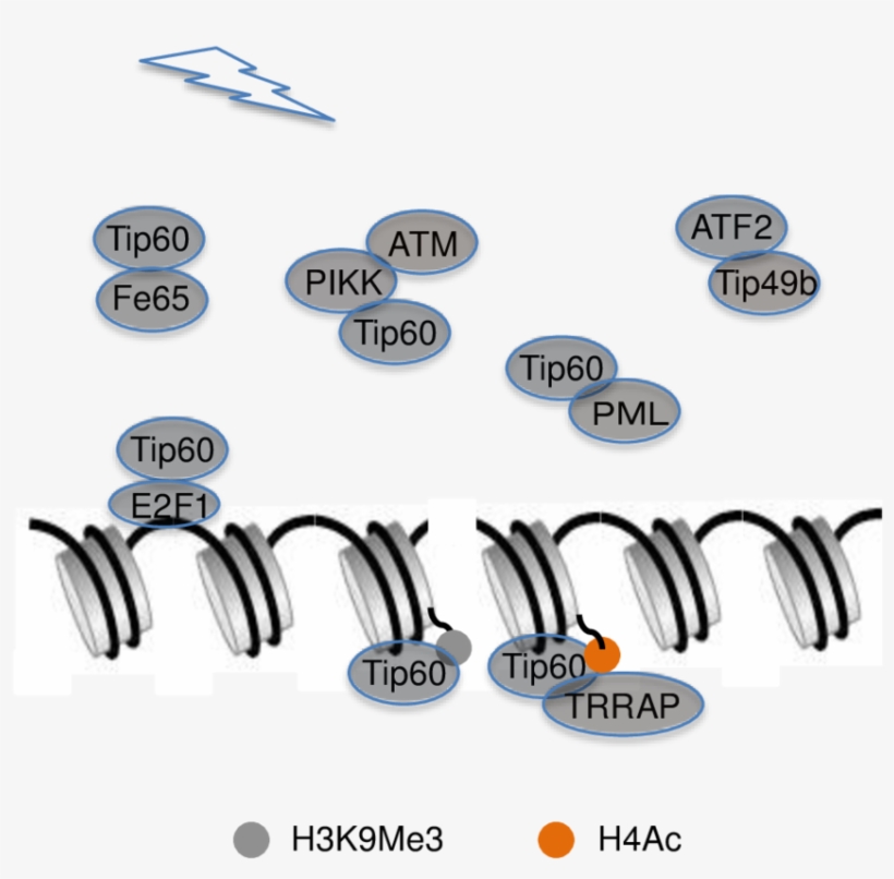 Interaction Between Ddr-related Proteins And Tip49b, transparent png download