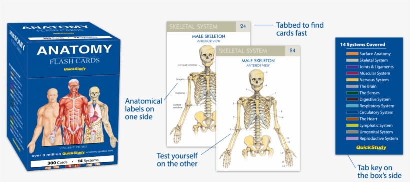 Human Anatomy Flash Cards Png Image Transparent Png Free Download On Seekpng