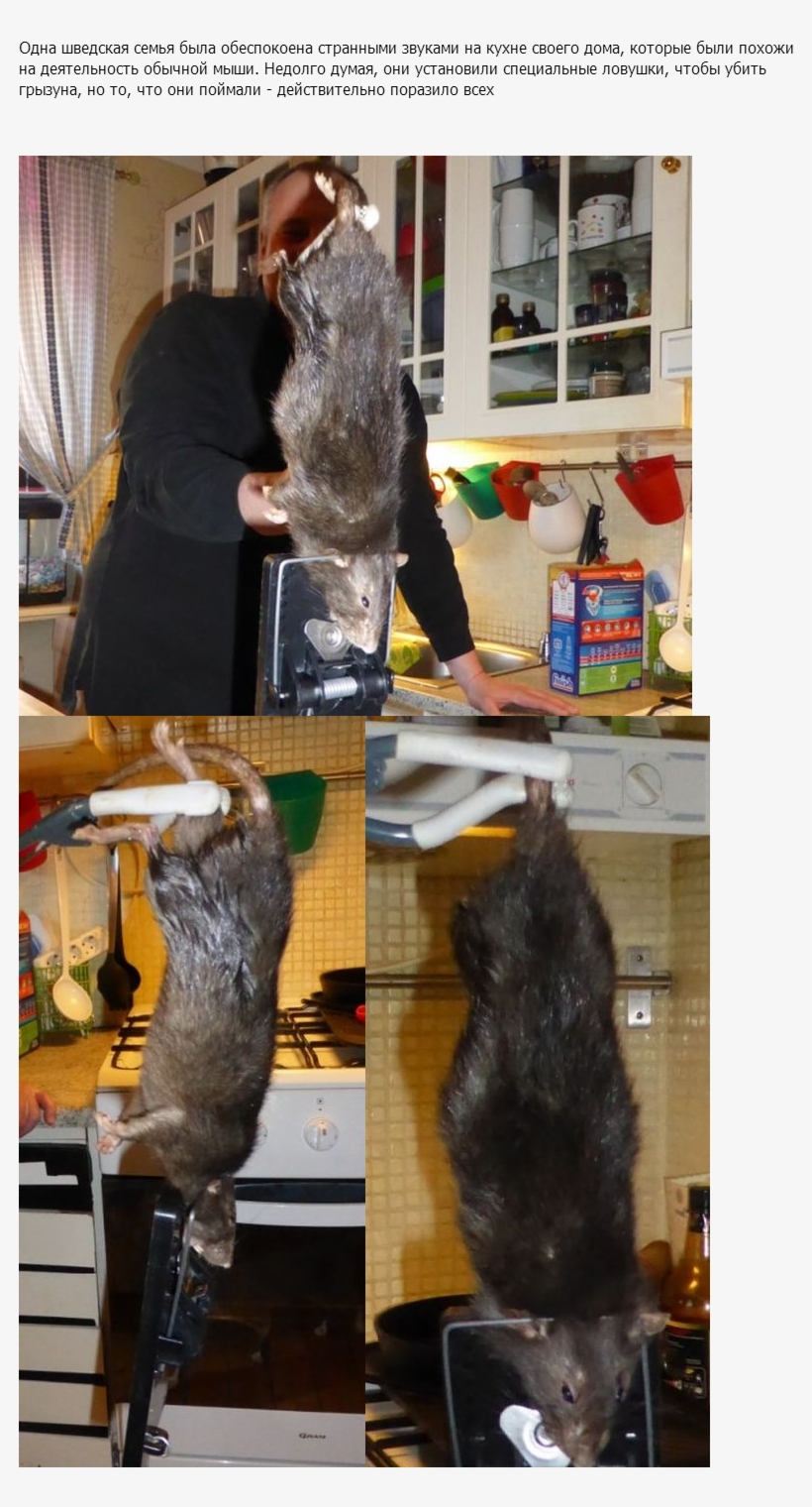 Крыса,живность,nothing To Do Here,мемы,рожи, Персонажи, transparent png download