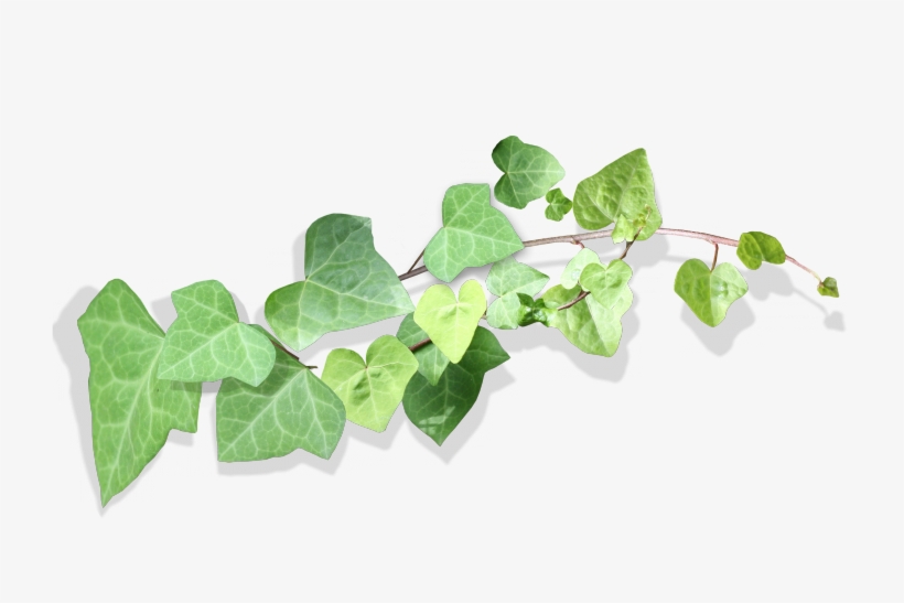 Tubes Fleurs Png, transparent png download