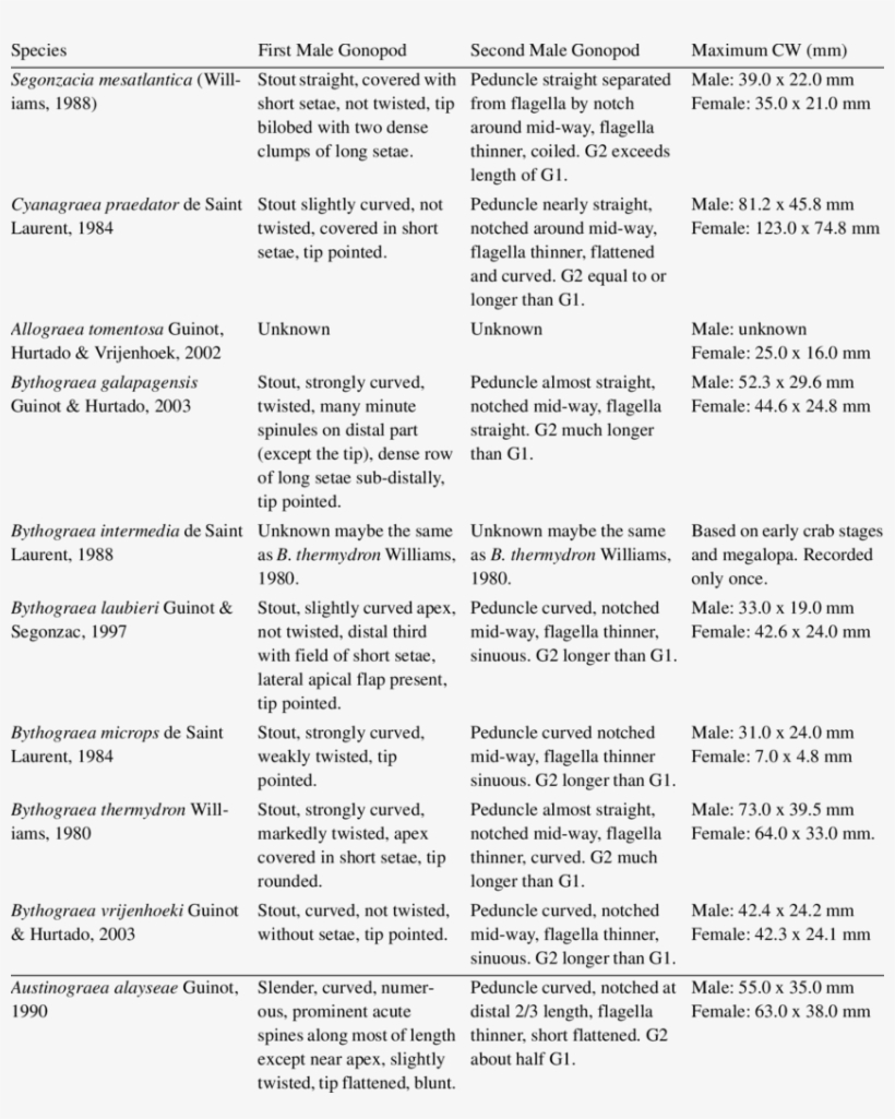 Male Pleopods And Body Size Of Bythograeid Crabs, transparent png download