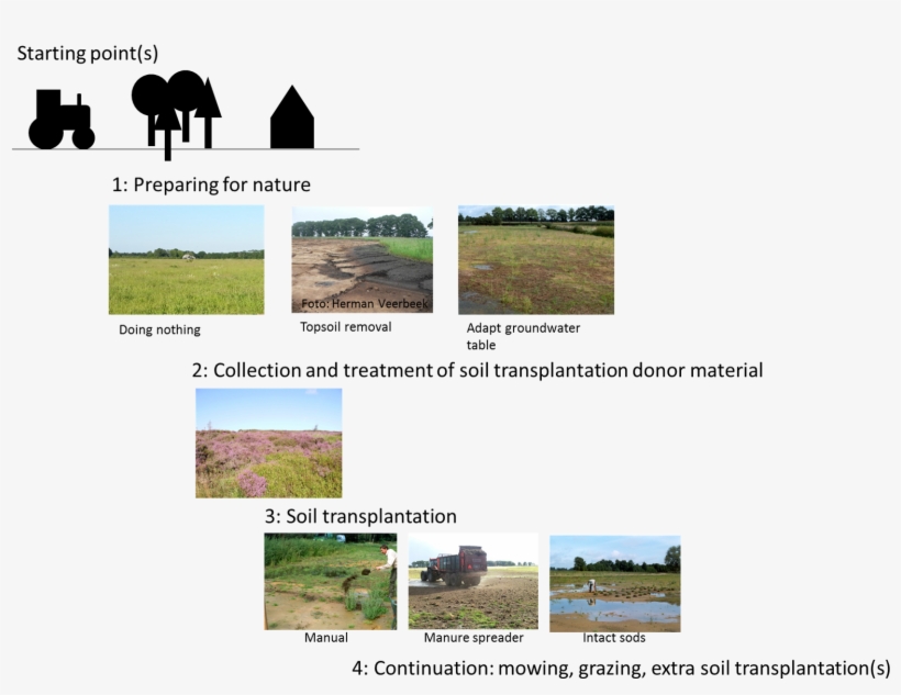 Grass, transparent png download