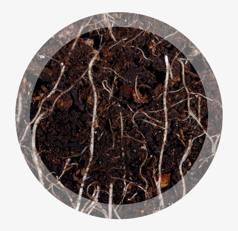 A Turf Health System - Dirty Gardener Seeding Mulch, 50 Pounds, transparent png download