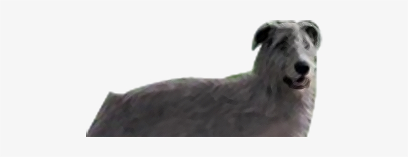 Rake - Survivors Dogs Rake, transparent png download