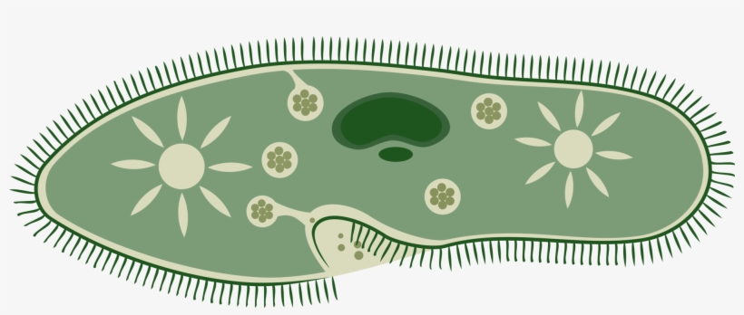 Paramecium Caudatum Unicellular Organism Protist Microorganism - Nutricion En Organismo Unicelular, transparent png download