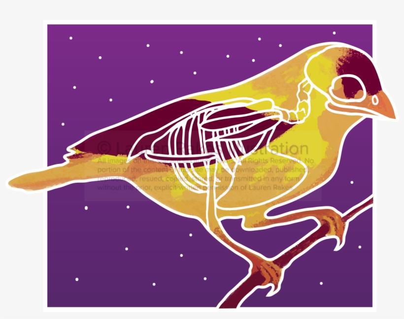 Bird Logo - Old World Flycatcher, transparent png download