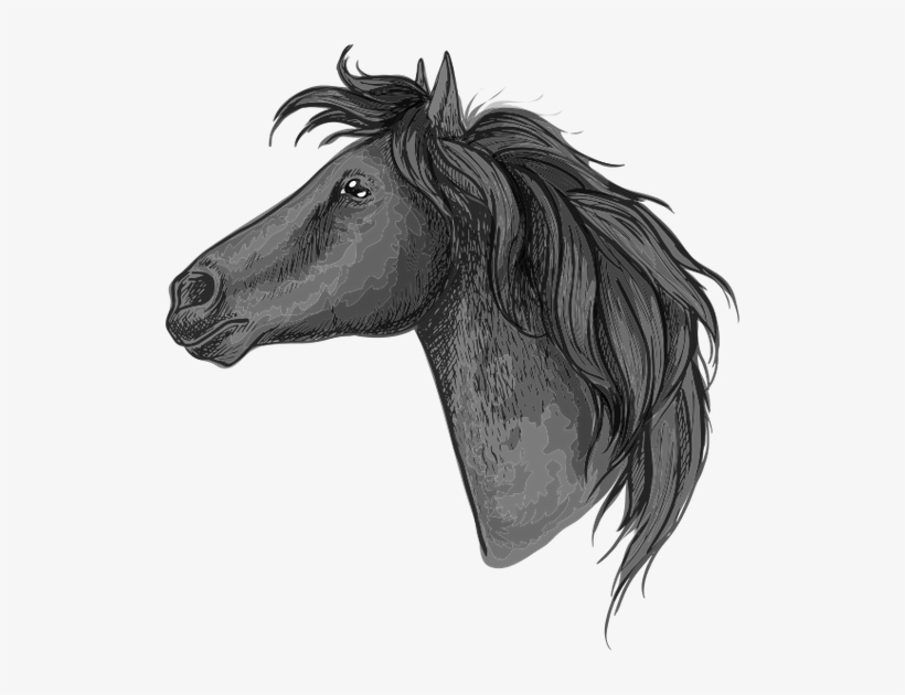 Black Horse Head Sketch Portrait - Cabeza De Caballo Perfil, transparent png download