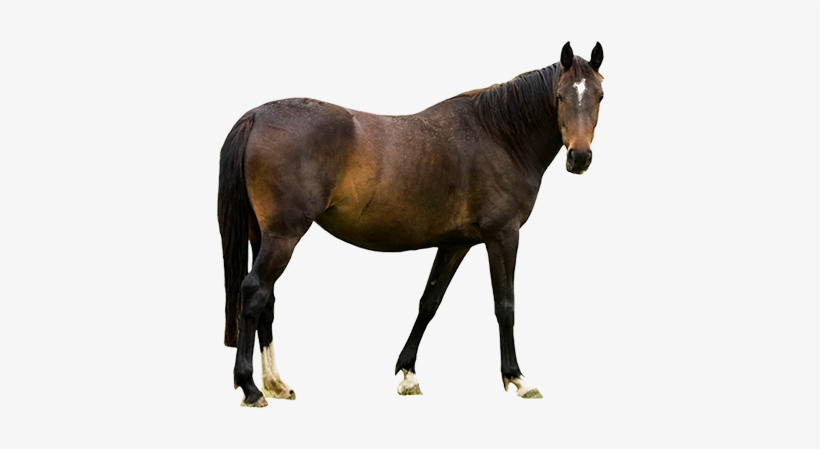 Horse Head With Transparent Clipart - Horse On White Background, transparent png download