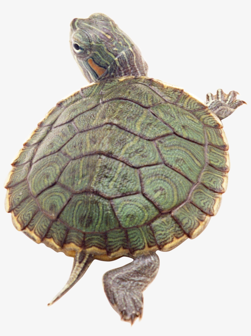 Png Image Information - 烏龜 尾巴, transparent png download