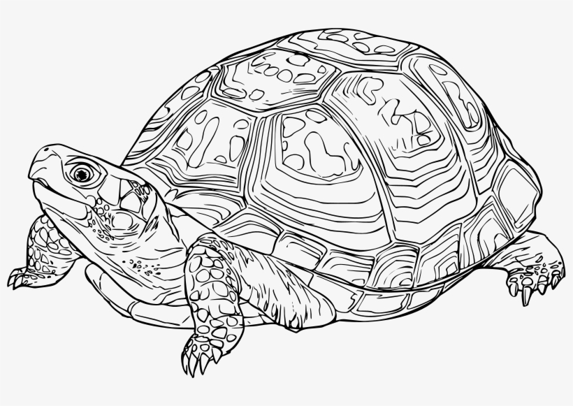 Eastern Medium Image Png - Black And White Turtle Clip Art, transparent png download