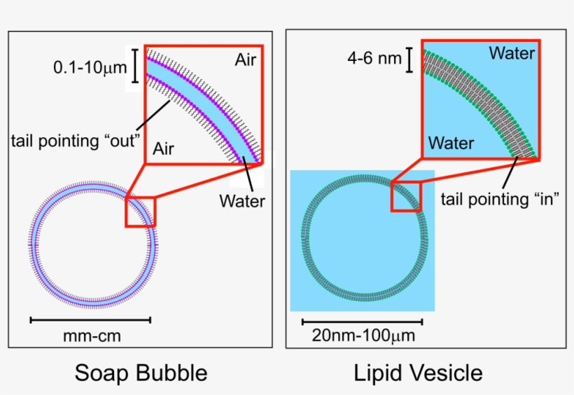 Lipid Vesicle Vs Soap Bubble - Surfactant Soap Bubble, transparent png download