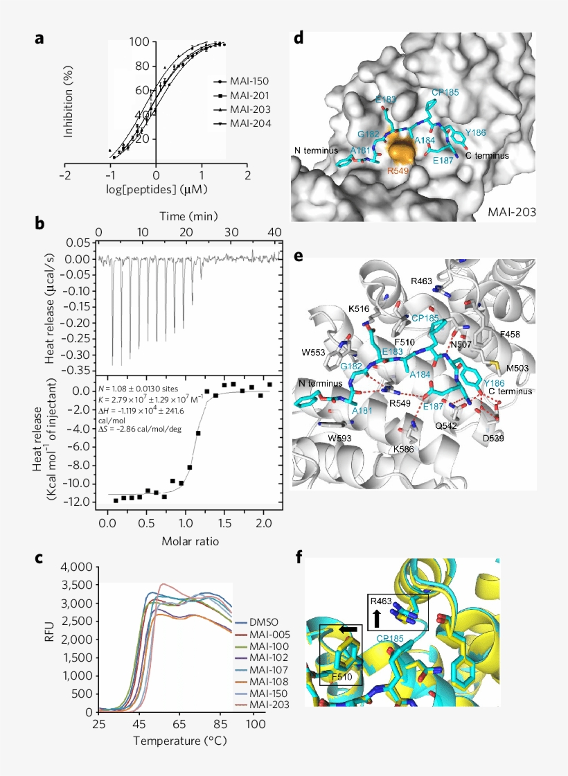The Binding Activity And Co Crystal Structure Of Mai, transparent png download