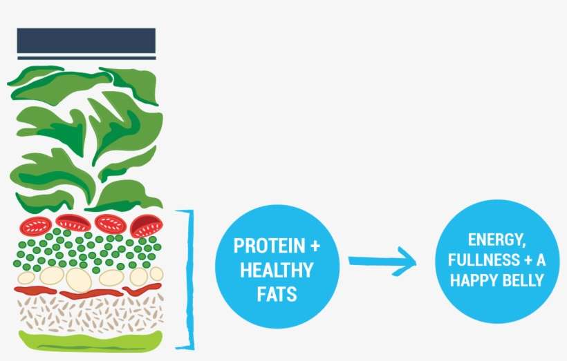 The Digestion Of Fat And Protein Elicits A Slower Digestion, transparent png download