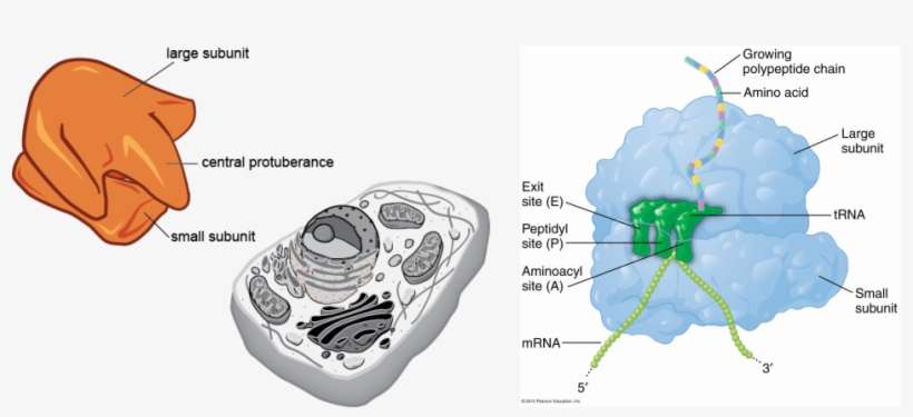 Are Organelles In The Cell That Are Composed Of Two, transparent png download