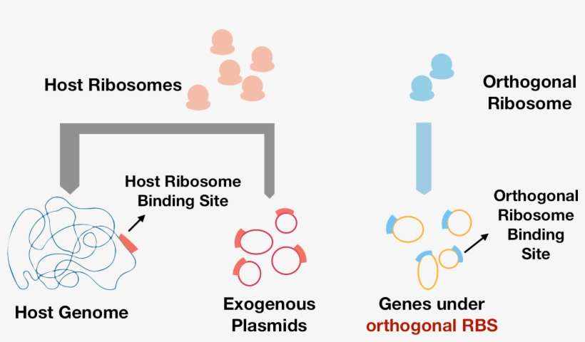 To Solve This Problem, We Introduce Orthogonal Ribosome, transparent png download