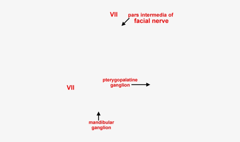 Drawing Of Selected Cranial Nerve Branches From Miller's, transparent png download