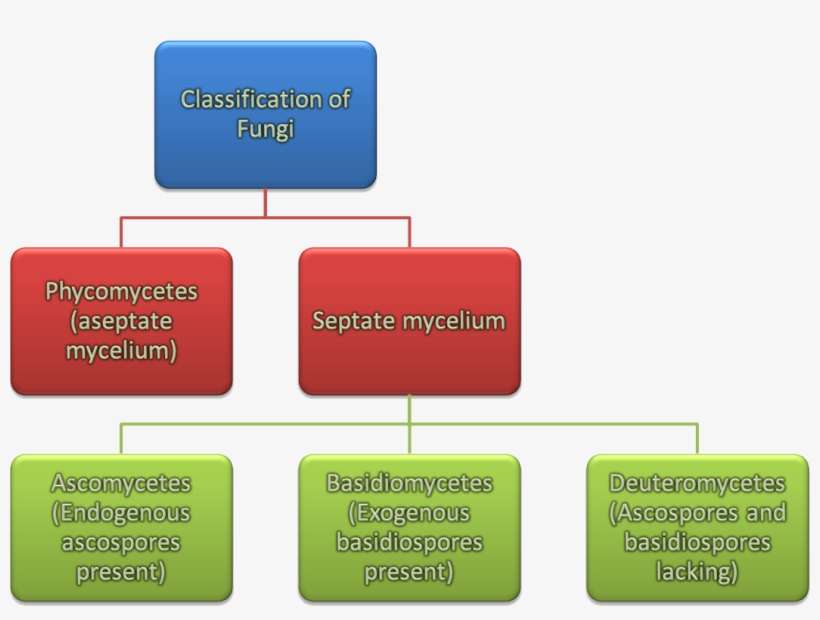 Image Showing Classification Of Fungi, transparent png download