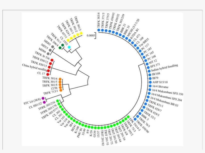 Neighbor Joining Tree Of 84 Tea Samples, transparent png download