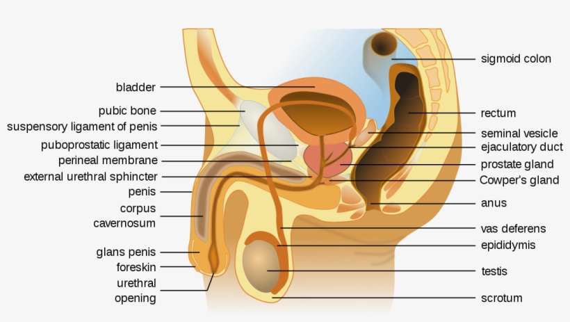 Ballsack Png, transparent png download