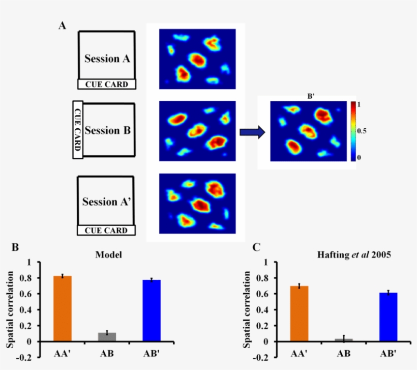 Grid Cells Anchor To Visual Cue, transparent png download