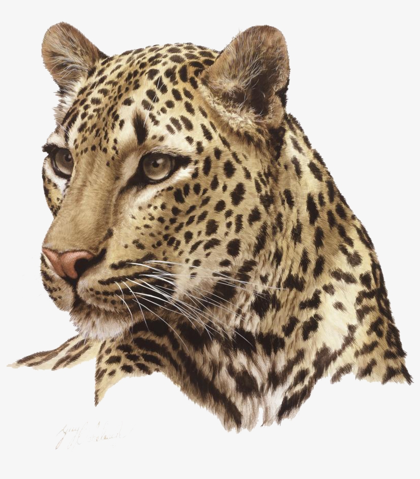 Leopard Png Photos - Leopard Png, transparent png download