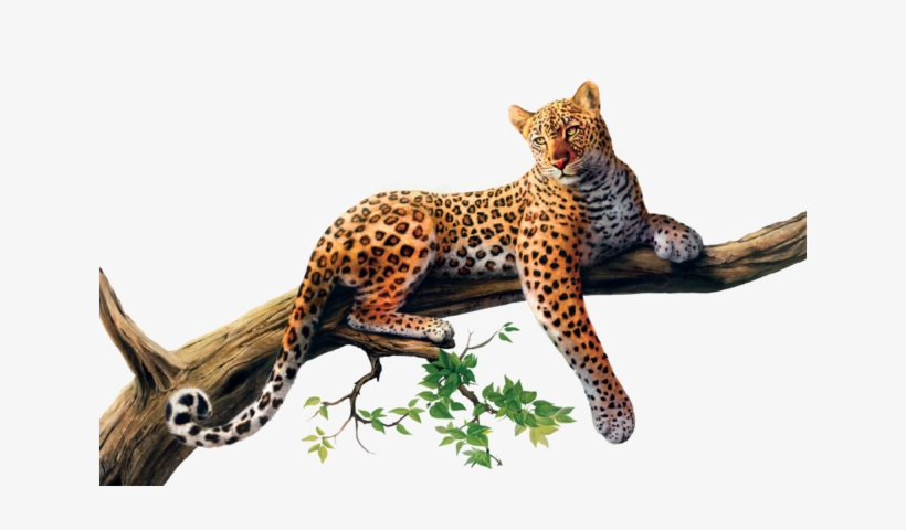 Tt's Leopard - Jaguar Png, transparent png download
