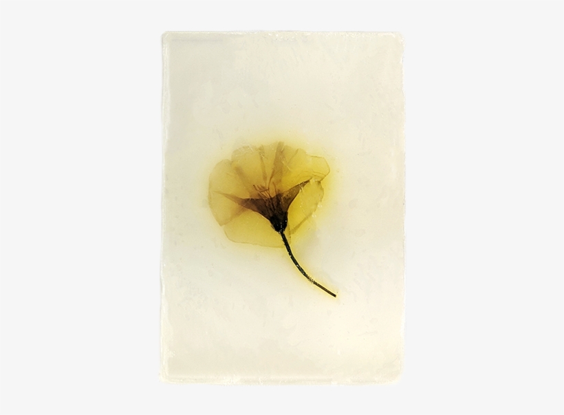 Organic Soap With Effective Microorganisms Em - Corn Poppy, transparent png download