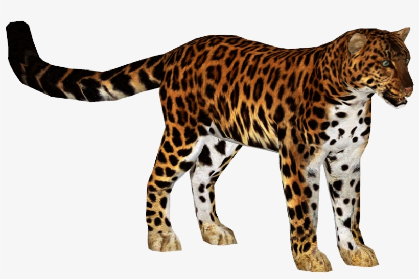 Amur Leopard 3 - Zoo Tycoon 2 Leopard, transparent png download
