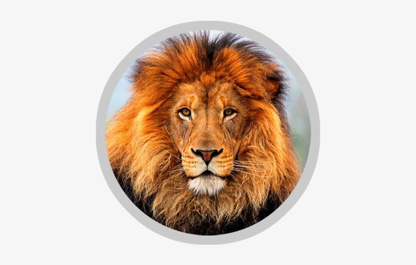 Leopard - Wildlife Heritage Foundation, transparent png download