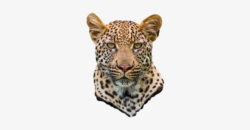 Walls Need Love Leopard Mount Decal Multi, transparent png download