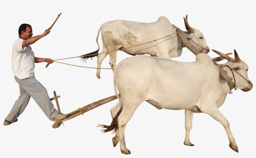Indianmanwithcattle - Indian Farmer Image Png, transparent png download
