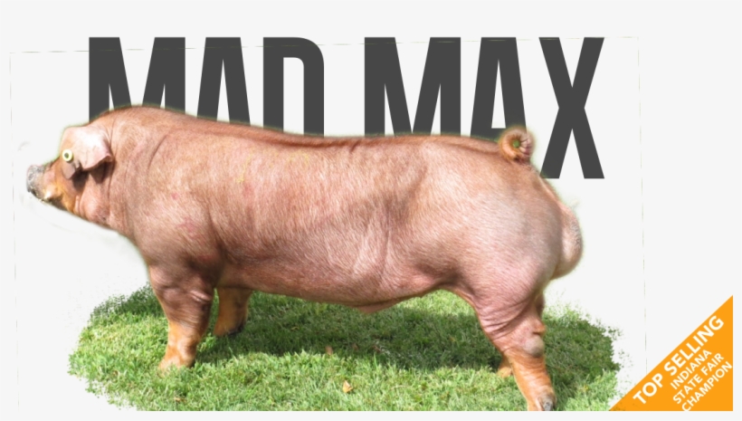 Mad Max - Pre-order - Overrun - Last Call - - Domestic Pig, transparent png download