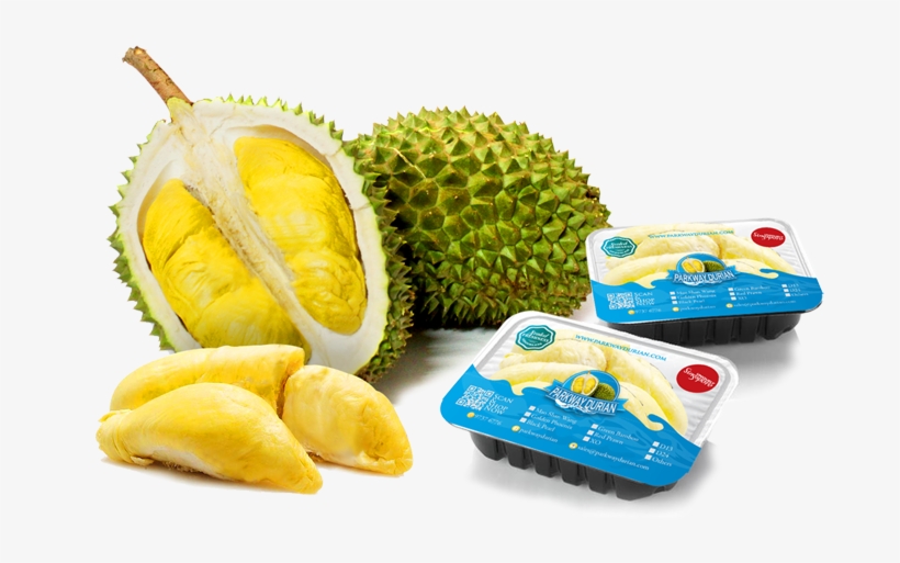 Now You Can Bring Durian Onto Buses - Durian Party, transparent png download