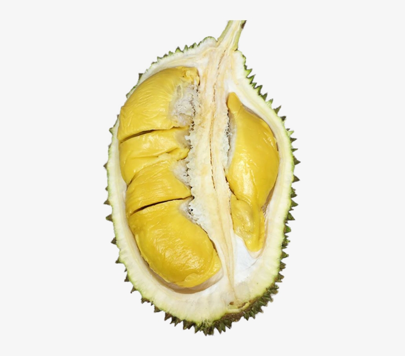 Durian Party - Circle, transparent png download