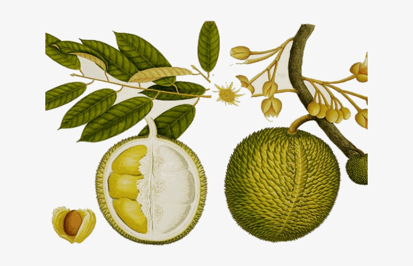 Fruit Clipart Durian - No 64. Exotic Fruit, transparent png download