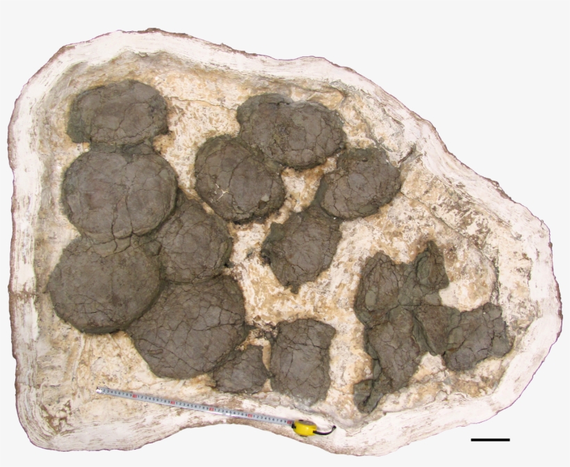 2017 09 03 Hadrosaur Nest Tanaka - Dinosaur Egg, transparent png download