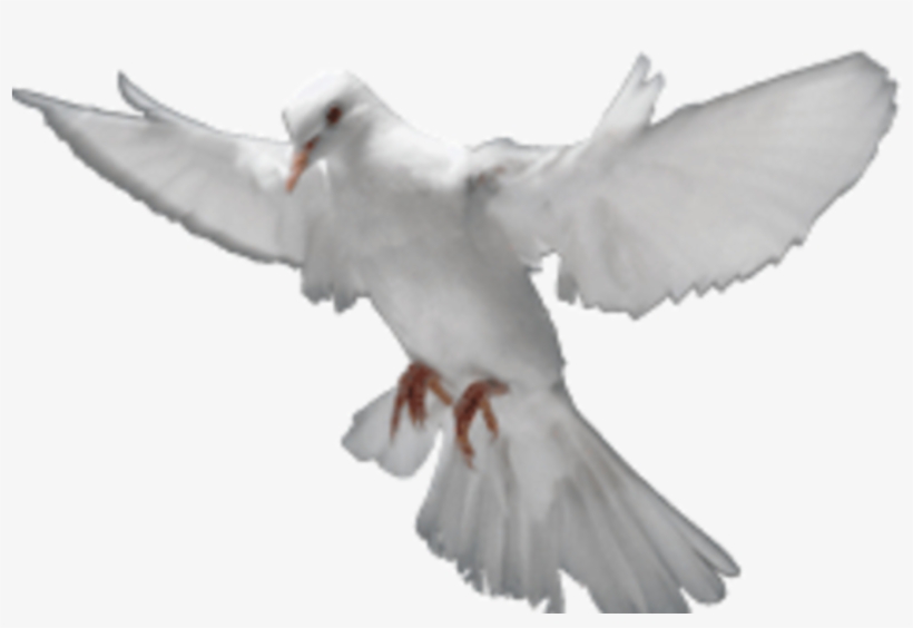 Ted Line Reconnect To Holy Spirit Power Contact Us - Dove Holy Spirit Transparent, transparent png download