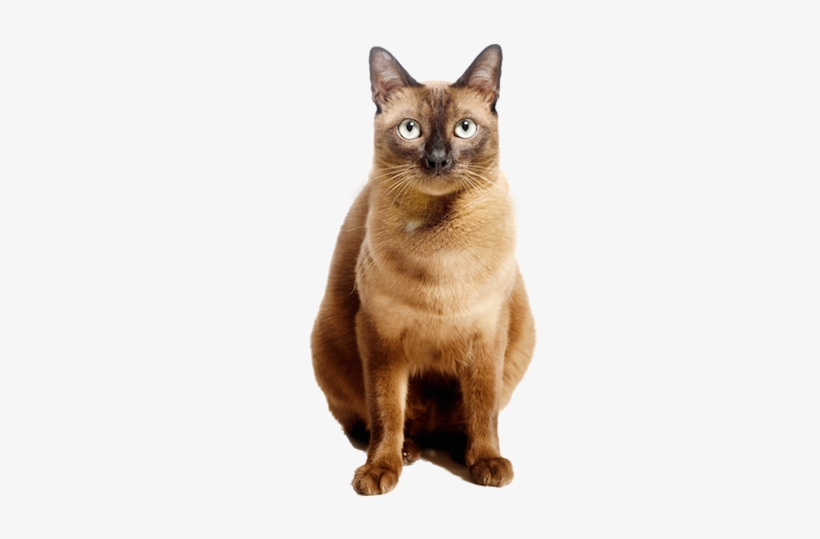Why Choose A Burmese Cat To Be The Star Of Your Ecard - Cat, transparent png download