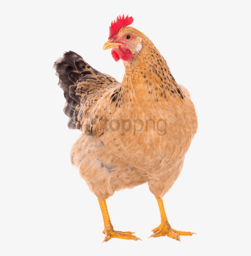 Chicken Free Download Png Images - Chicken Png, transparent png download
