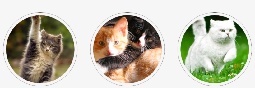 We Think Cats Are Wonderful And Our Name Says It All - Kitten, transparent png download