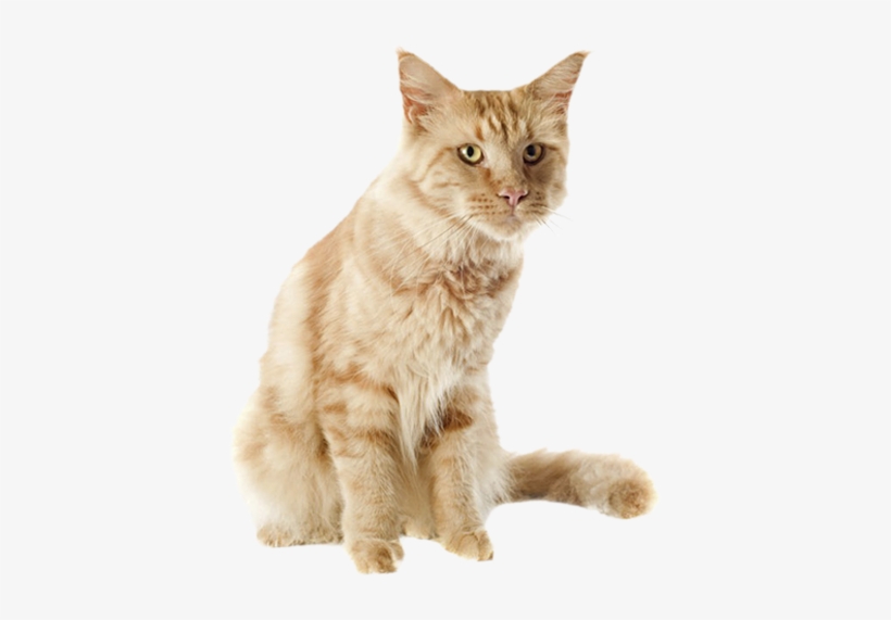 We Care For Cats And Their Families - Senior Cat, transparent png download