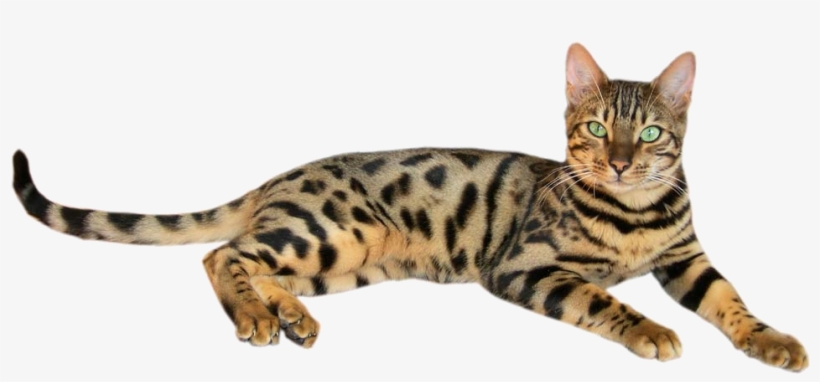 Brown Spotted Tabby Bengal Cat 2 - Cat Picture With Name, transparent png download