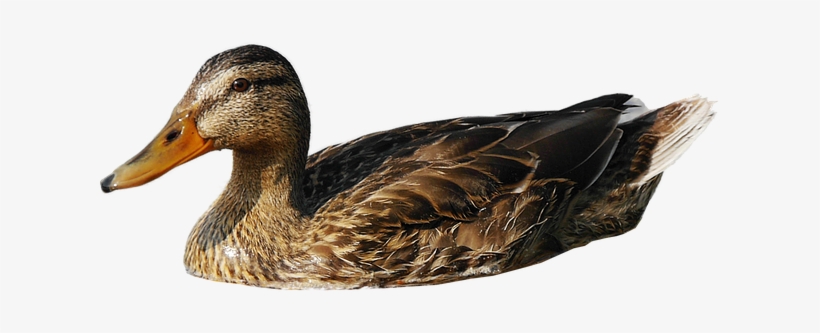 Pato Ave Png, transparent png download