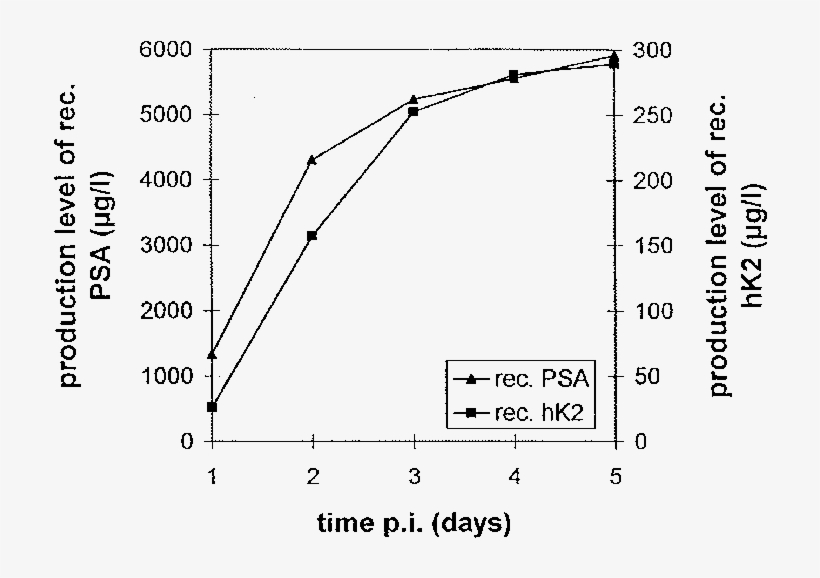 Production Of Psa And Hk2 By Trichoplusia Ni Cells, transparent png download